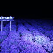 夜にラベンダー畑のライトアップをしています。
