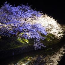 大手門沿いの堀の桜のライトアップ