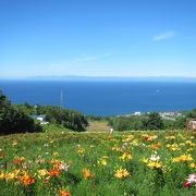 山上から弧を描く青い海と、一面のユリの花を眺める絶景！