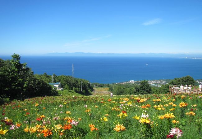 山上から弧を描く青い海と、一面のユリの花を眺める絶景！