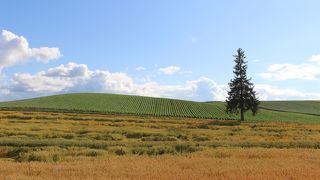 夏のクリスマスツリーの木はこんな感じでした