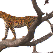 木の上で吠える豹