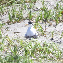 営巣中のコアジサシ