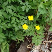 焼石岳の高山植物はお奨め