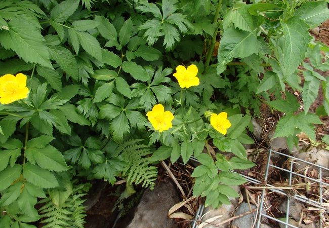 焼石岳の高山植物はお奨め