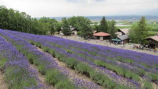 ラベンダーが満開