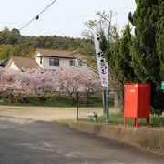 見事な桜のトンネル