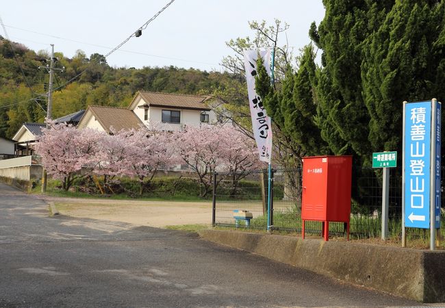 見事な桜のトンネル