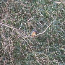 カワセミ♀がいました。
