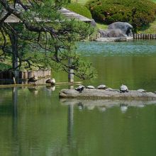 中の島を眺める