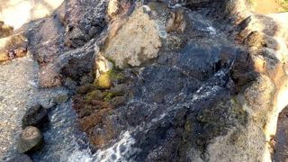 ＪＲ三島駅から徒歩５分の湧水溢れる白滝公園では三島溶岩流が見られます