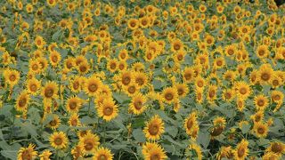 ひまわりまつり