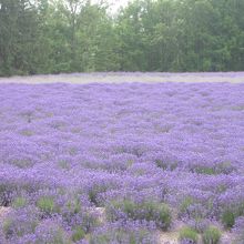 一見誰もいなくて延々と続く風に撮影。