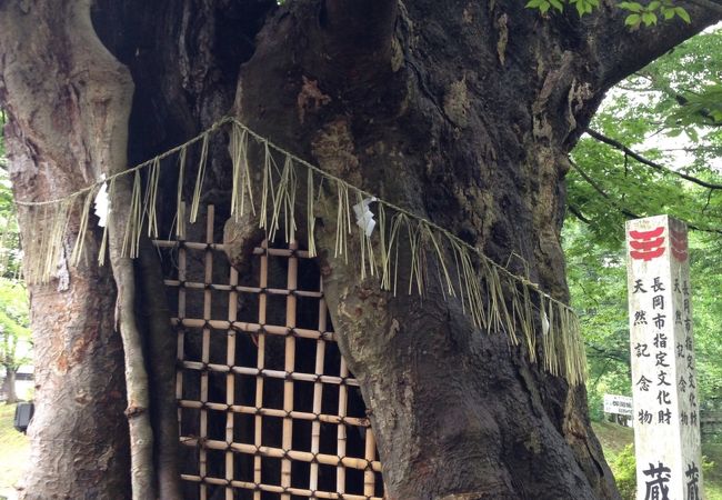 樹齢何百年の古木