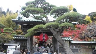 紅葉がすごくヤバイ