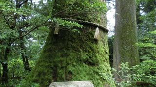 箱根神社にある御神木