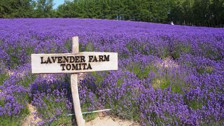 ちょうど満開で良かったです