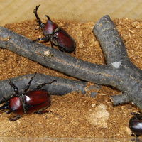 カブトムシのケースにも枯れ木を入れてみました