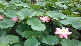 蓮の花がピークは６月下旬