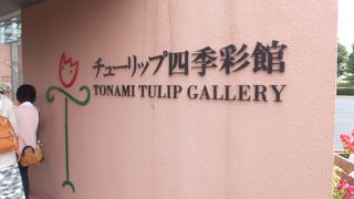 チューリップフェア当日は切り花品評会が開かれていました