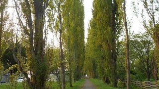 歴史と若さのポプラ並木。