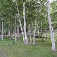 本館の周辺は、白樺の木が沢山、癒されます。