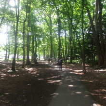 日陰が続く原始林内の風景