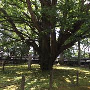 親鸞ゆかりの寺