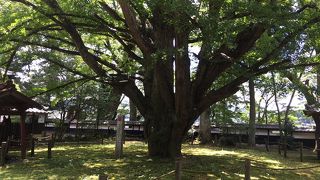 親鸞ゆかりの寺