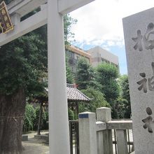 鳥居の脇には樹齢300年を越える大銀杏が立っています