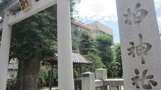 鳥居脇には樹齢300年以上の大いちょう