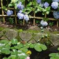 ローカルな紫陽花寺？