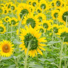 一人だけ違う方向いてたり