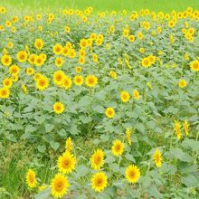 みんなこっち向いてたり