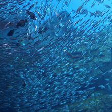 イワシの群れ