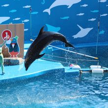 イルカのジャンプ