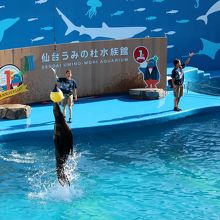 アシカのジャンプ