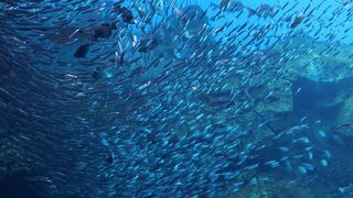 仙台うみの杜水族館いってみました！