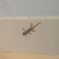 部屋ではヤモリが出迎えてくれました。タイらしくていい感じです