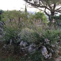 庭のラベンダー