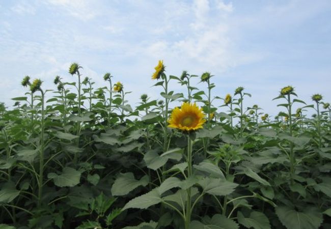 河北潟干拓地ひまわり村 クチコミ アクセス 営業時間 羽咋 千里浜 津幡 フォートラベル