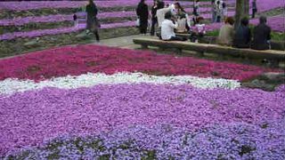 関西で芝桜が見れるスポット