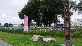 一面にショウブが咲いていた