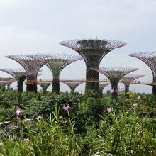 遠くから群生をみても飽きない