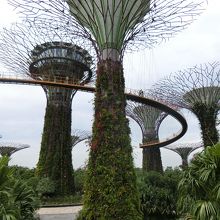 近くでみても面白い、不思議な木です