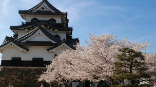 文句なしの桜の名所！