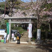 葛原岡神社鳥居と桜