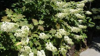葛原岡神社でカシワバアジサイを始めて見た