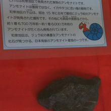 ロビーにはアンモナイトの展示があります。