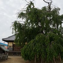 観音寺